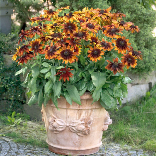 Rudbeckia Autumn Colors