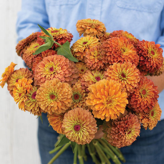 Zinnia Queen Lime Orange