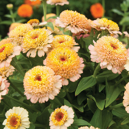 Zinnia Zinderella Peach