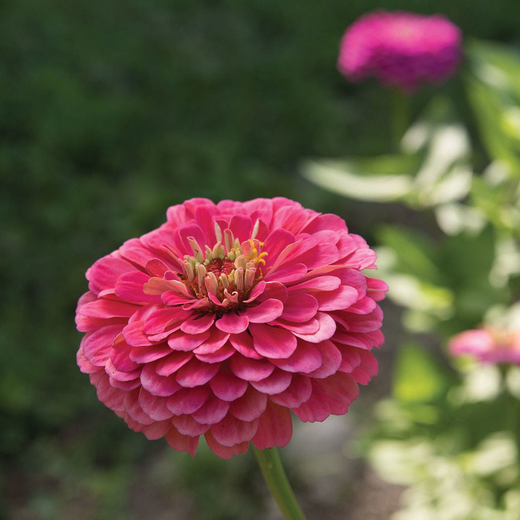 Zinnia Benary's Giants Carmine Rose