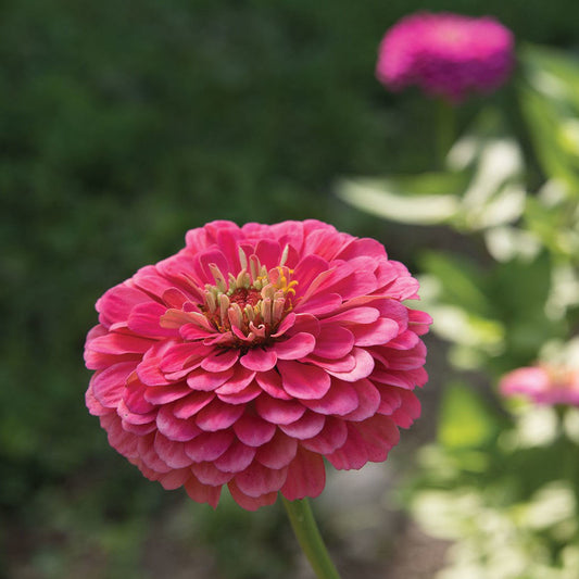 Zinnia Benary's Giants Carmine Rose
