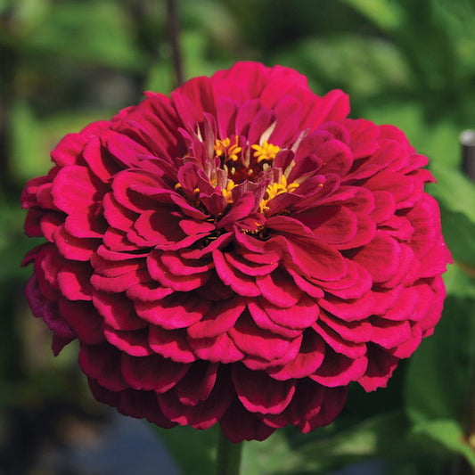 Zinnia Benary's Giants Wine