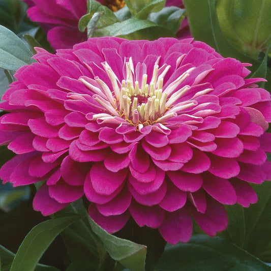 Zinnia Benary's Giants Purple