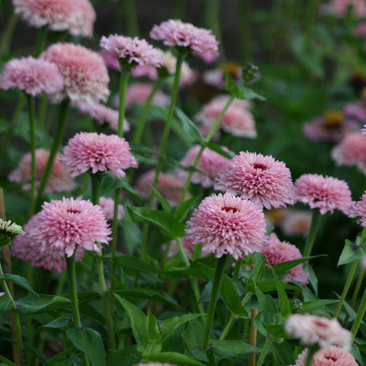 Zinnia Zinderella Lilac