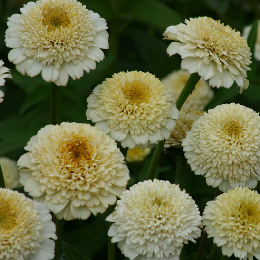 Zinnia Zinderella White