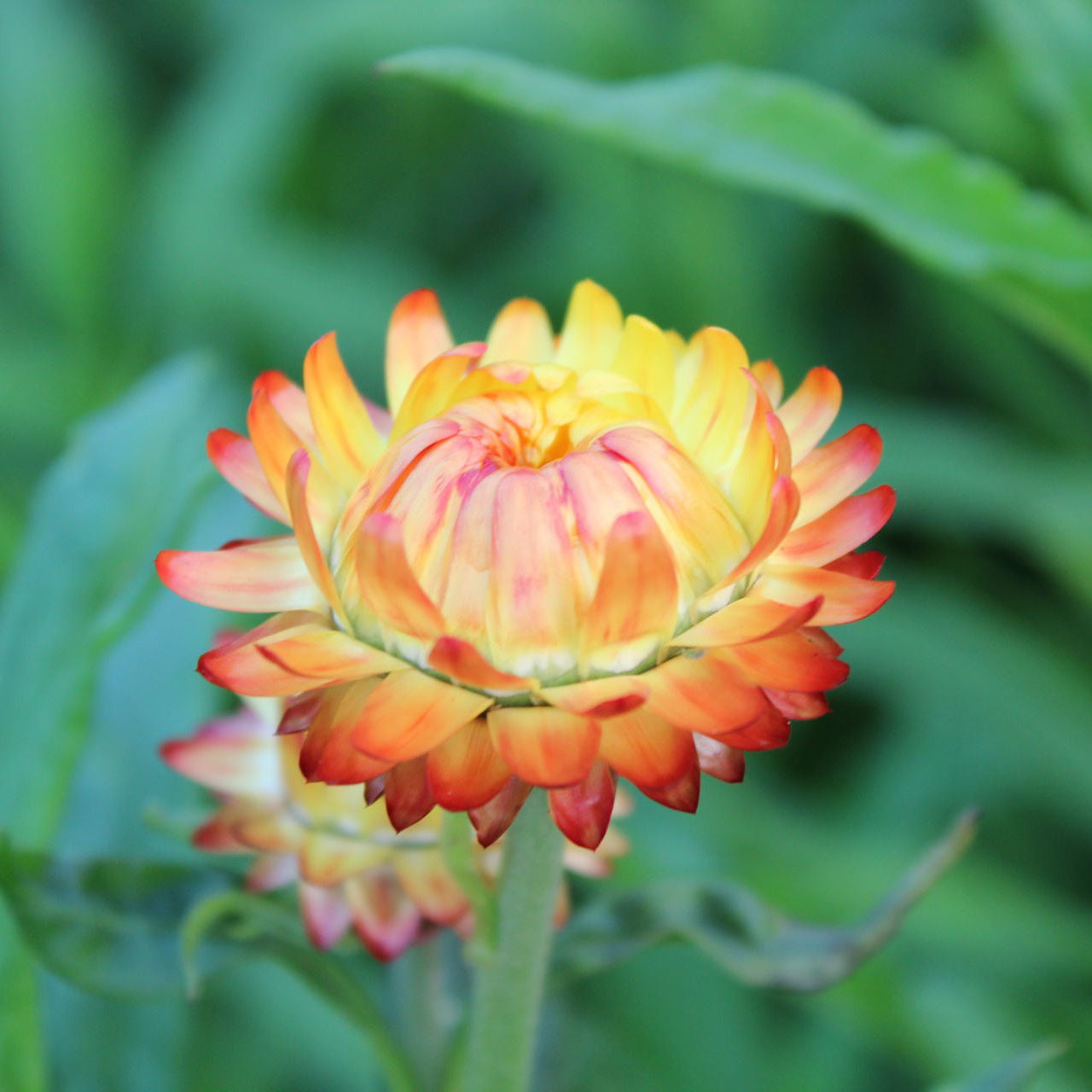 Helichrysum Orange