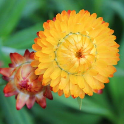 Helichrysum Orange