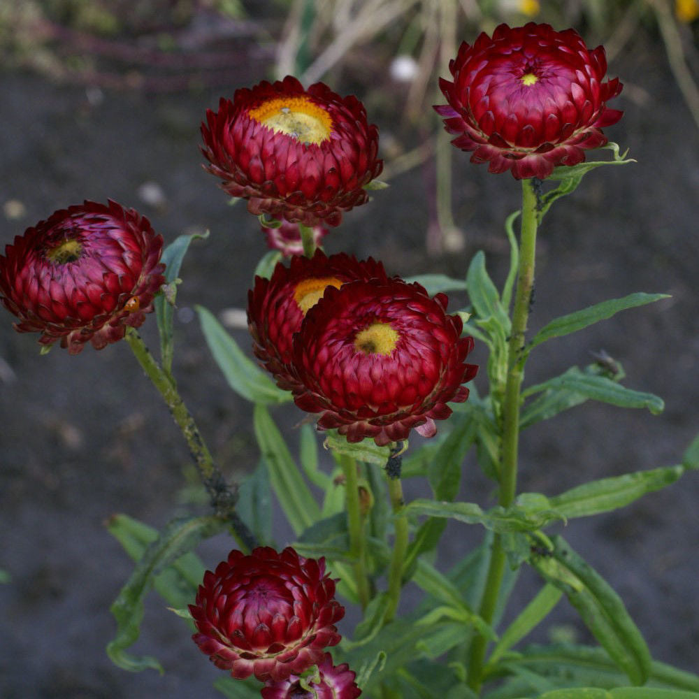 Helichrysum Purple Red