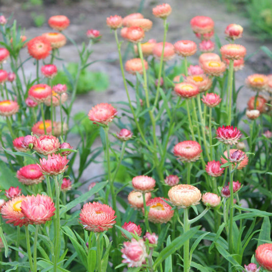 Helichrysum Salmon