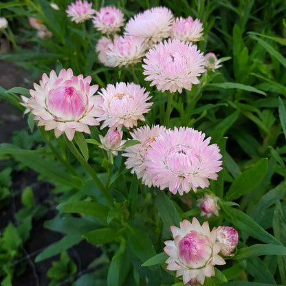 Helichrysum Silvery Rose