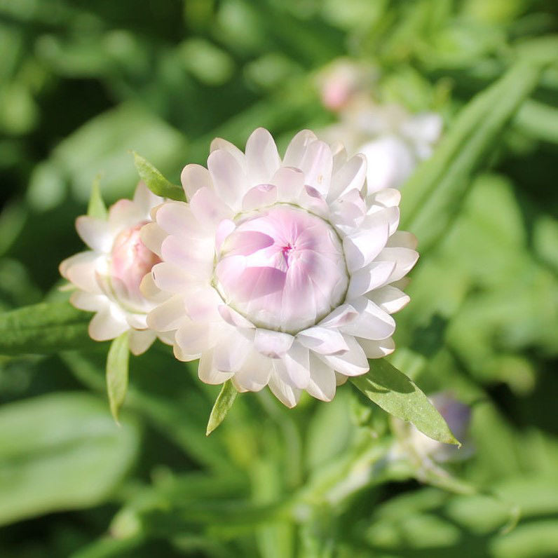 Helichrysum Silvery Rose