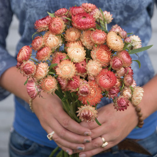 Helichrysum Apricot/Peach - BIO