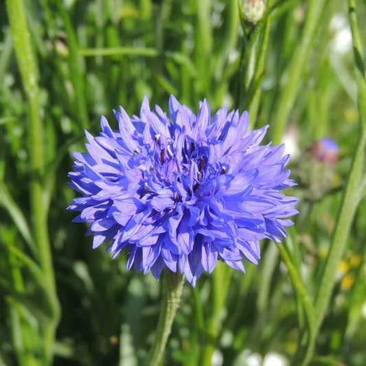 Centaurea Blue Boy