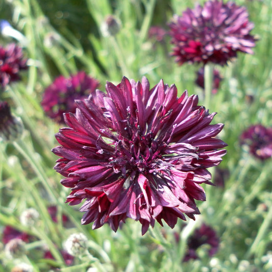 Centaurea Black Ball