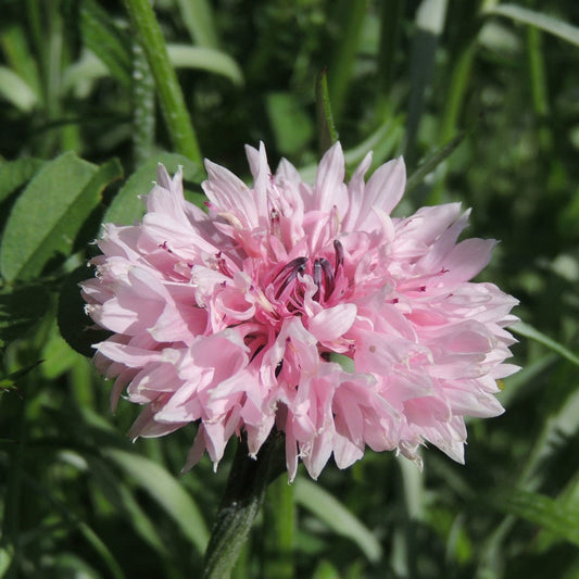 Centaurea Pinkie
