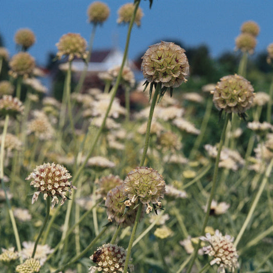 Scabiosa Drumstick