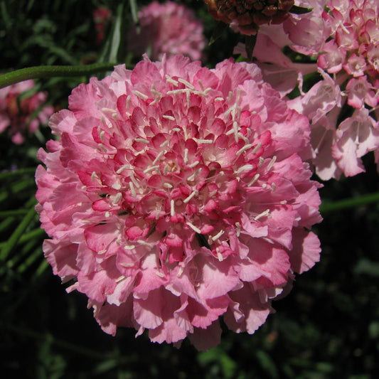 Scabiosa QIS Salmon Pink
