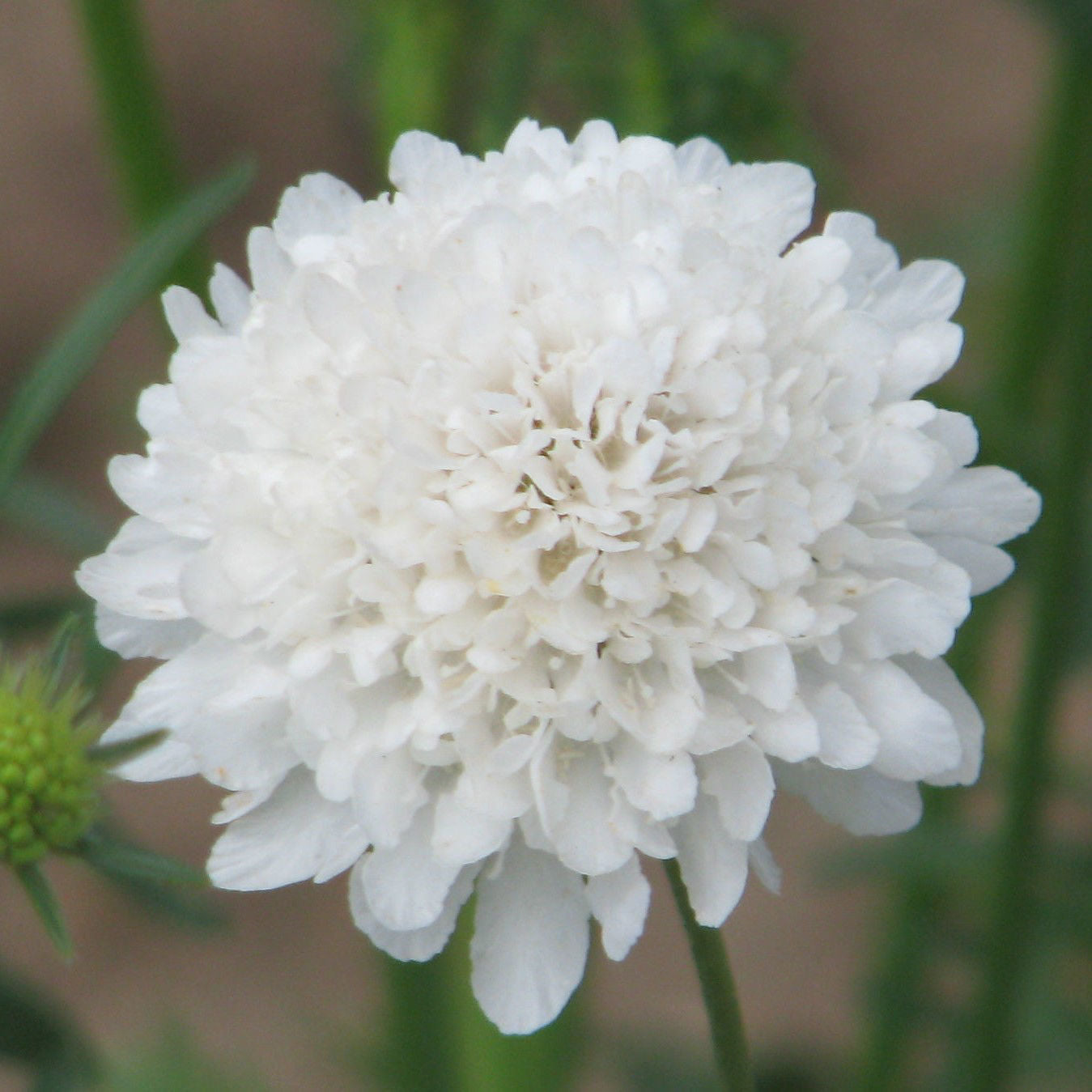 Scabiosa QIS White