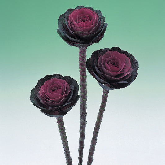 Ornamental Cabbage Crane Red F1