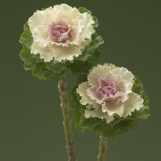 Ornamental Cabbage Crane Bicolour F1