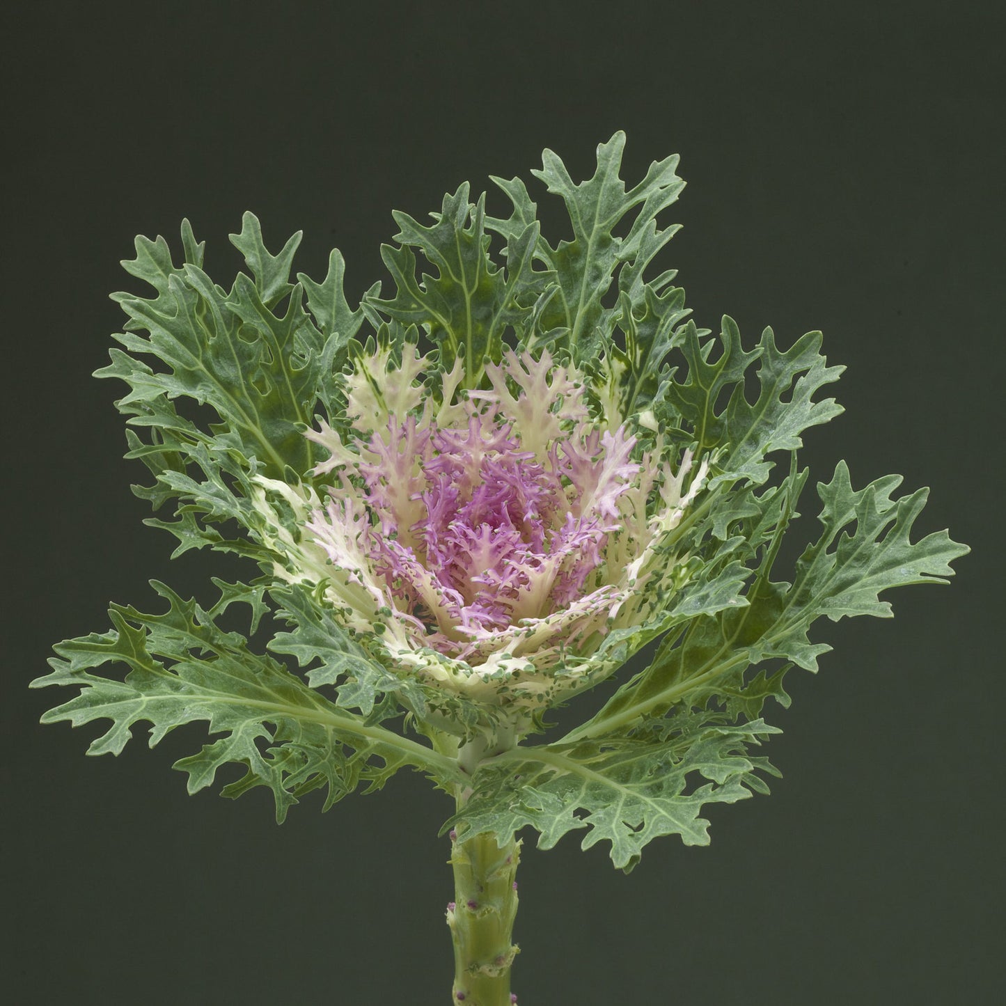 Ornamental Cabbage Crane Feather King F1