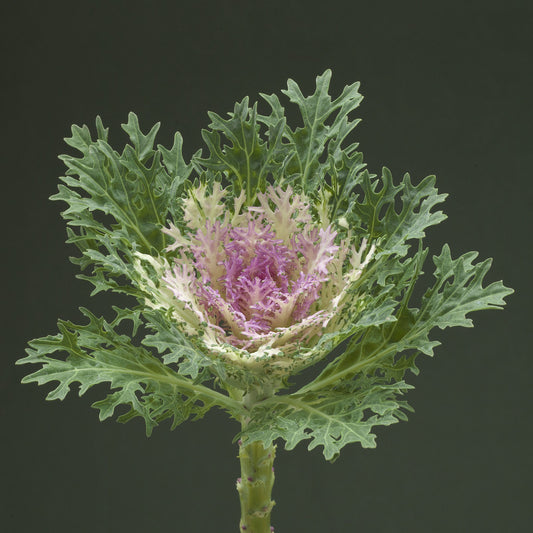 Ornamental Cabbage Crane Feather King F1