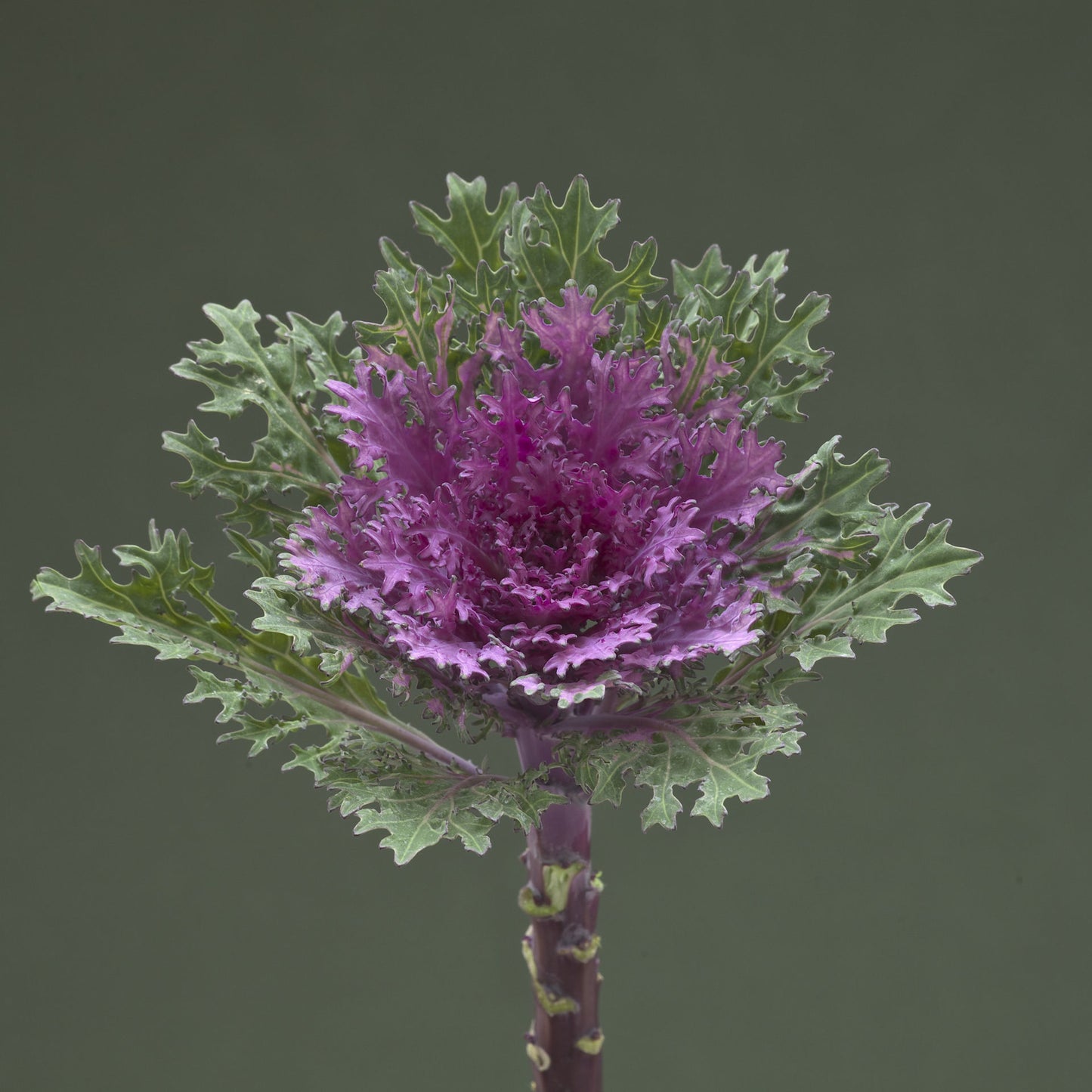 Ornamental Kale Crane Feather Queen F1