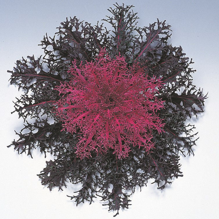 Ornamental Cabbage Peacock Red F1