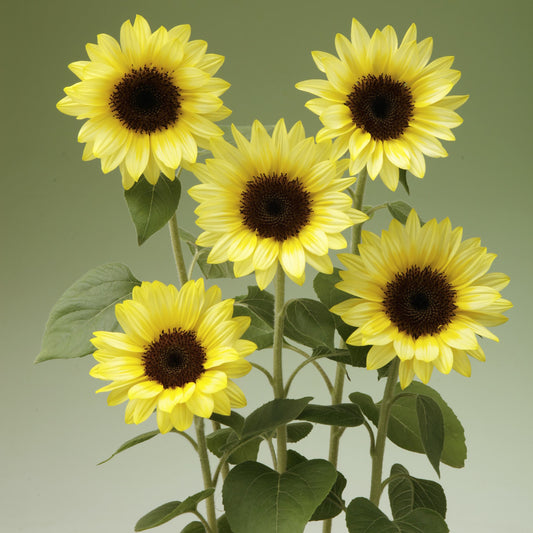 Helianthus Limoncello F1
