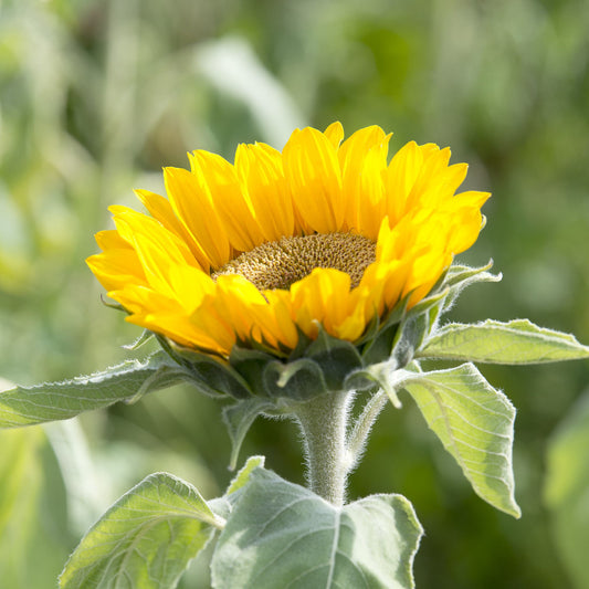 Helianthus Gold Up F1