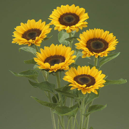 Helianthus Up Orange F1