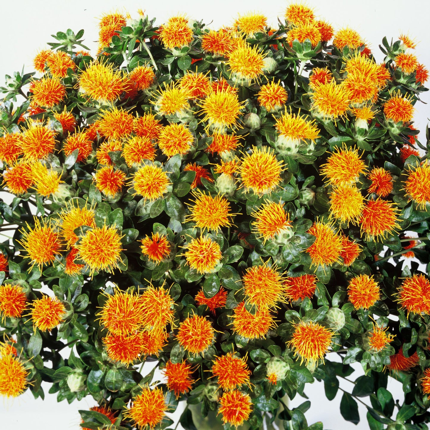 Safflower Zanzibar