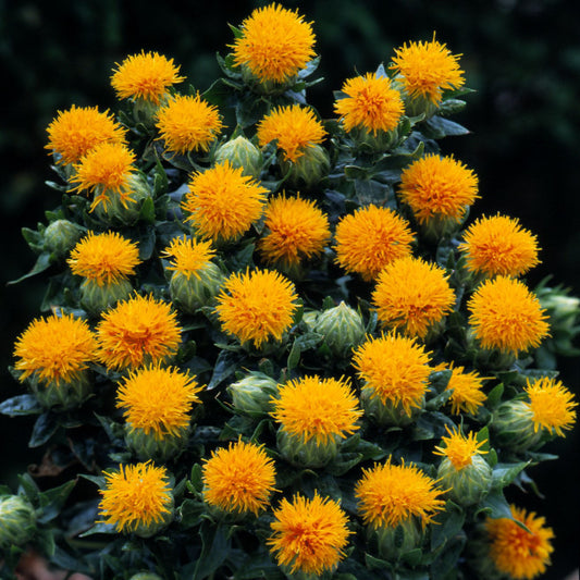 Safflower Kinko