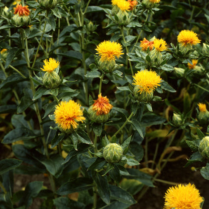 Safflower Kinko
