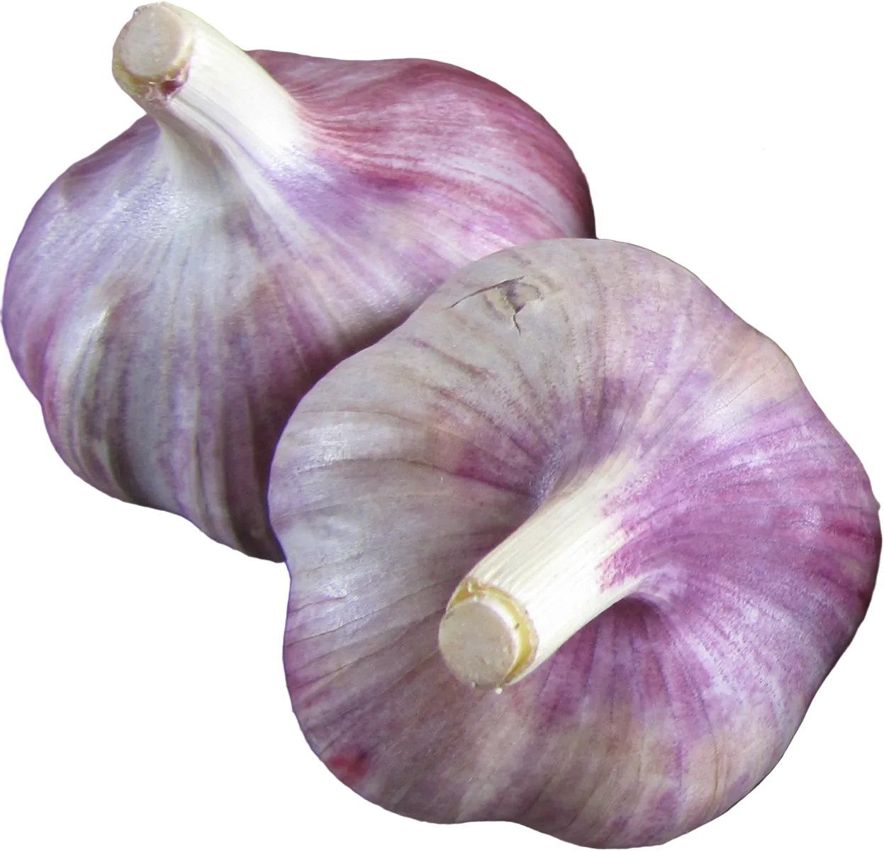 Vitlök Karel