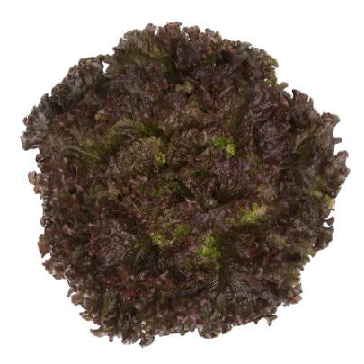 Batavia Lettuce Mineral RZ - BIO