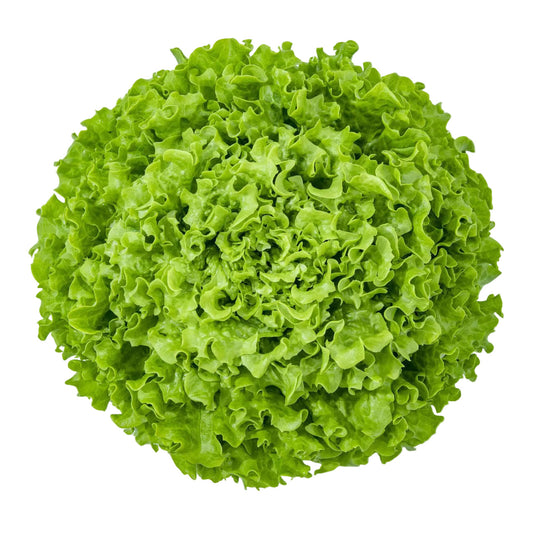 Batavia Lettuce Silonis