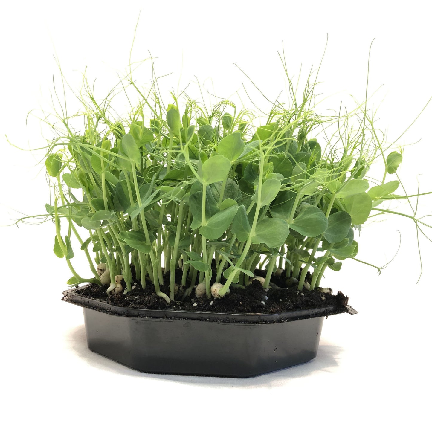 Pea for sprout cultivation