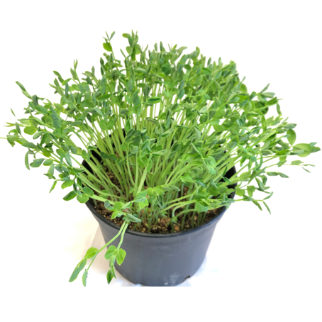 Pea Maple Leafy