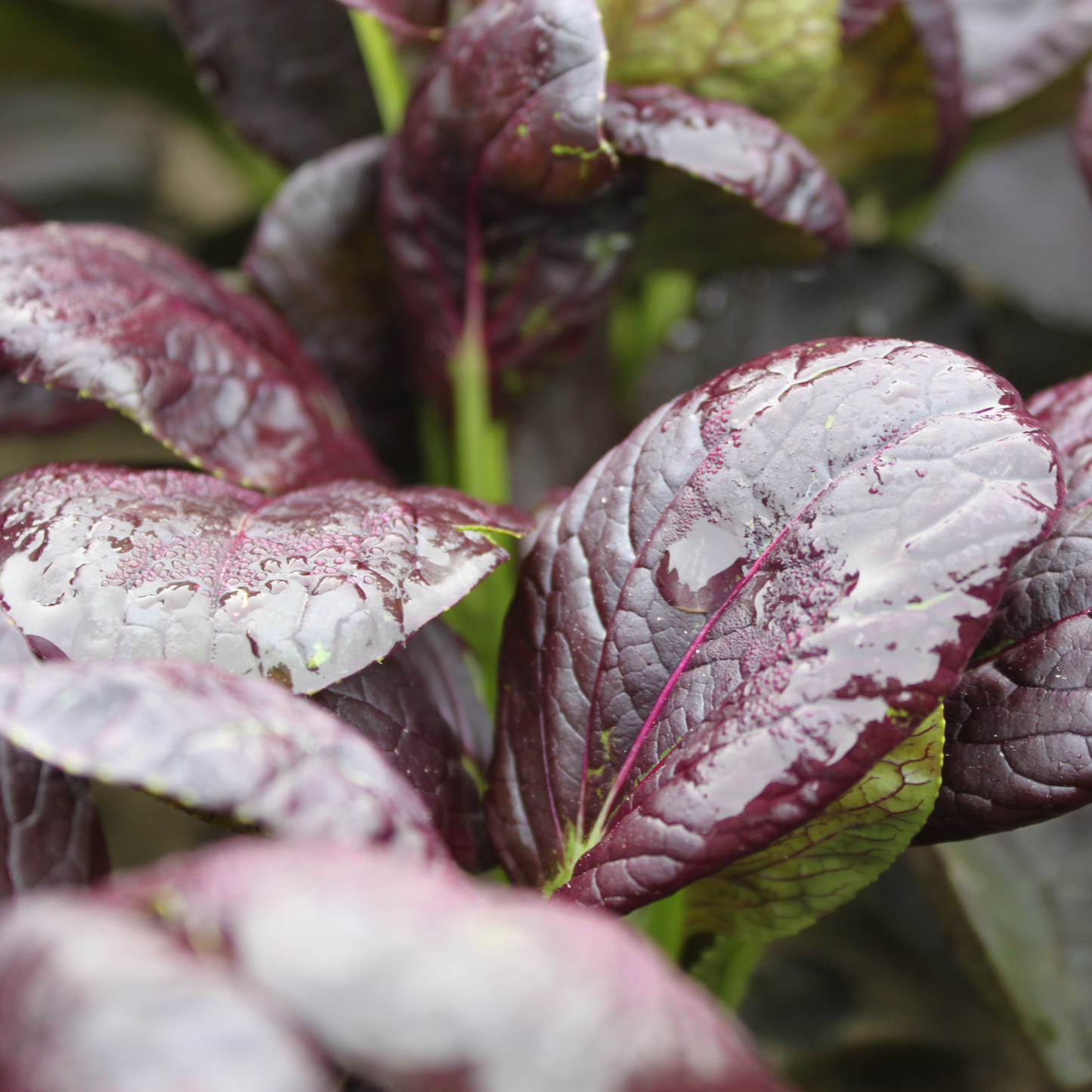 Tatsoi Shiny Sun