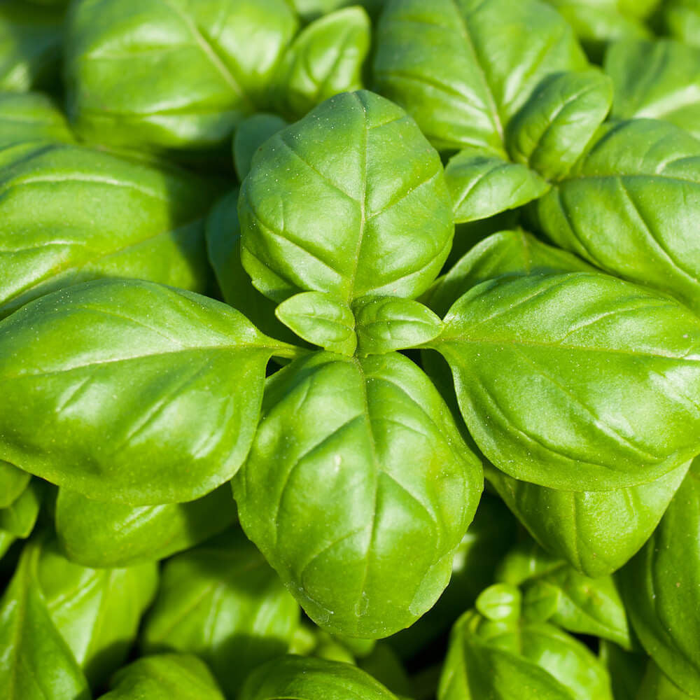 Genovese Basil
