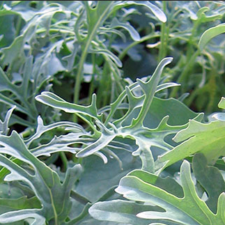 Kale Jagalla Nero