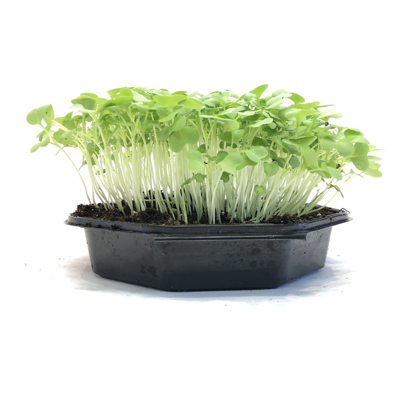 Golden Streak mustard