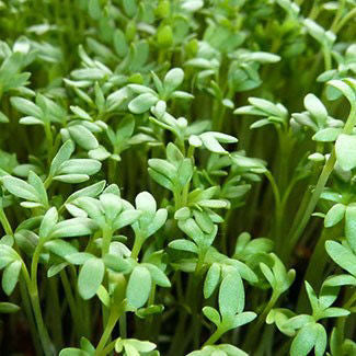 Cress Ofarim
