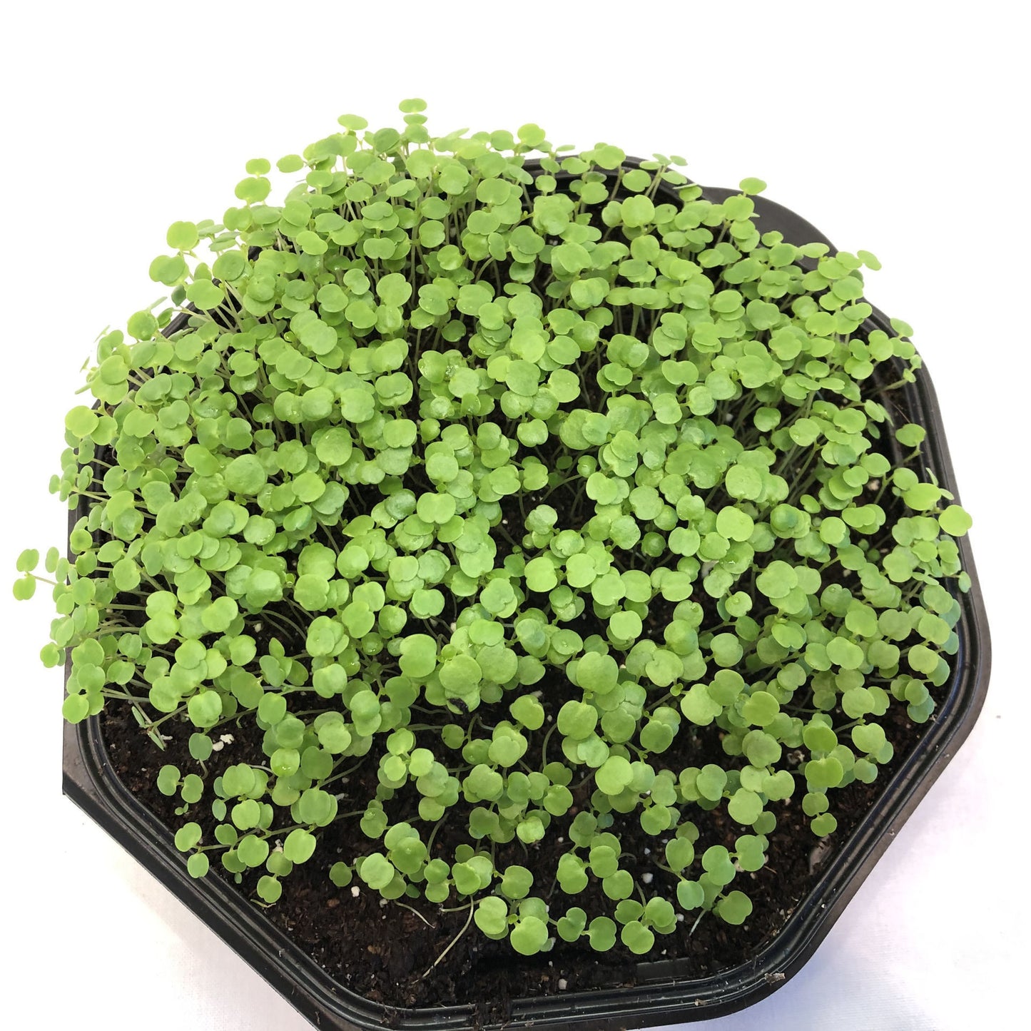 Watercress