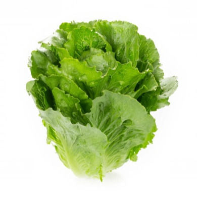 Crunchita Lettuce Galactita RZ
