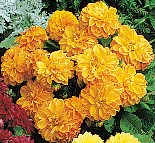 Dahlia Figaro Orange Shades
