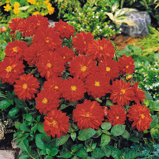 Dahlia Figaro Red Shades