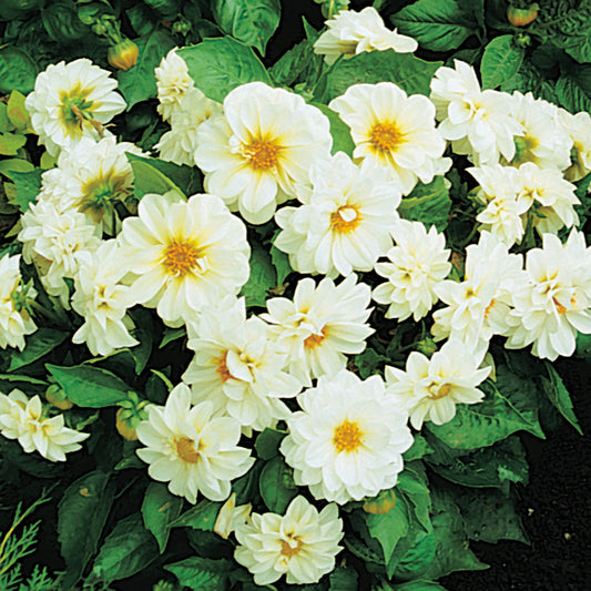Dahlia Figaro White