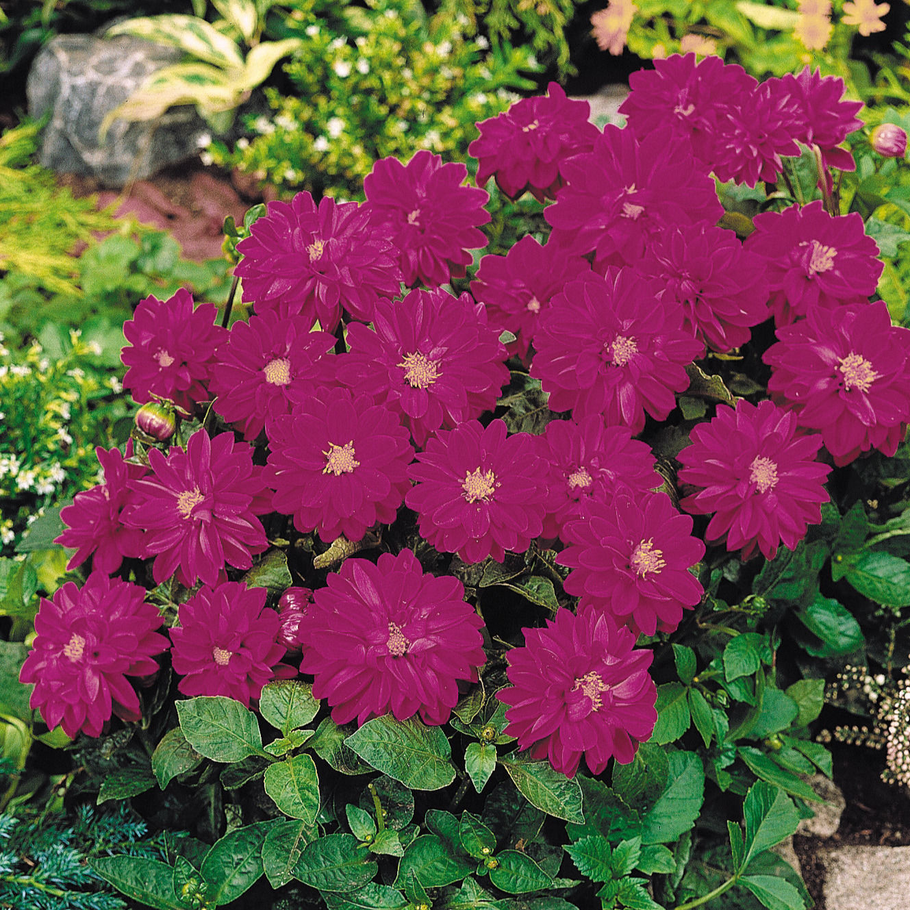 Dahlia Figaro Violet Shades